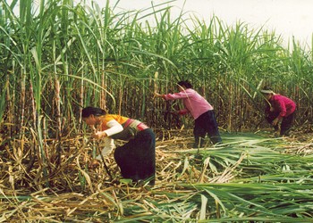 Sau một năm thành công, ngành mía đường lại đứng trước nhiều khó khăn.